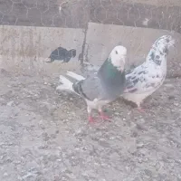 تهرانی درجه یک آسمون سوراخ کن