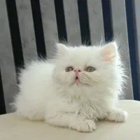 گربه پرشین سوپر فلت