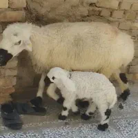 حیوانات مزرعه میش