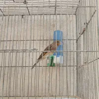 پرنده