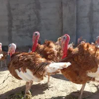 بوقلمون ۸ماهه
