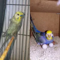 مرغ عشق رینبو