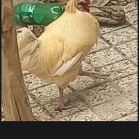 خروس جوان
