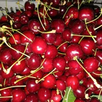 گیلاس تکدانه ، درشت ، تازه ، ۳۰ کیلو