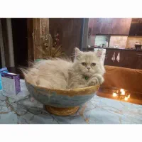 گربه پرشین ۸ ماهه نر