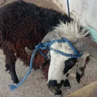 طلی بره گوسفند