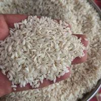 برنج چمپه تازه و بشرط پخت