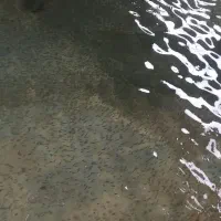 بجه ماهی ایرانی ۵۰ گرم