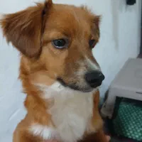 واگذاری سگ پا کوتا