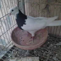 طوقی