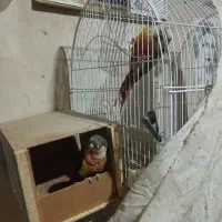 طوطی گیریچیک