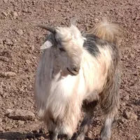بز.بیگ.گم شده|حیوانات مزرعه|دزفول, |دیوار