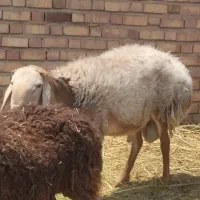 گوسفند نر