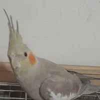 عروس هلندی ماده