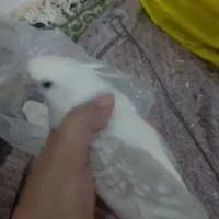 تخم عروس هلندی