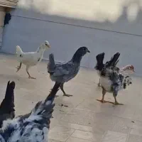 جوجه گلین خشکل نژاد خاص سوزنی پنگونی