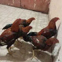 سلام پنج عدد خروس لاری با یک مرغ لاری