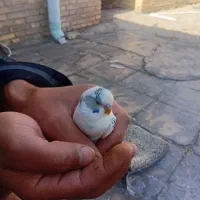 مرغ عشق