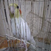 عروس هلندی سالم