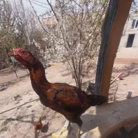 لاری