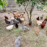 فروش مرغ و خروس، اردک و غاز