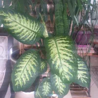 گلخانه ، گل ، محصولات