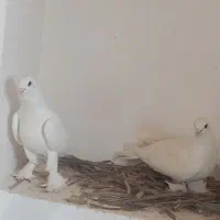 لوتی سفید و ابلاغ