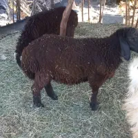 بره نر،ماده شیرازی