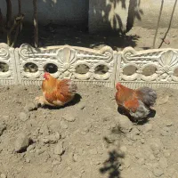 خروس کوشین