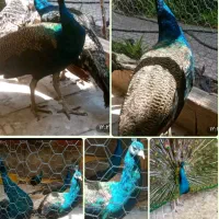 فروش ۲ عدد طاووس نر یک و نیم ساله