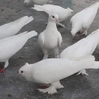 کفتر یاهو هندقی نرماده..