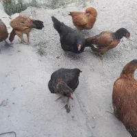 مرغ طبیعی،