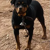 روتوایلر سگ نژاد روتوایلر