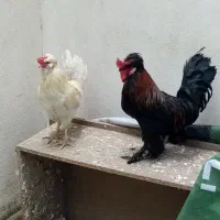 دو عدد خروس جوان