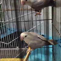 قفس عروس هلندی بزرگ