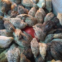 جوجه belderhkin|حیوانات مزرعه|تبریز, |دیوار