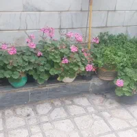 گل های شمعدانی کوچک