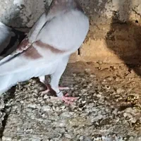 پلاکی|پرنده|چغادک, |دیوار