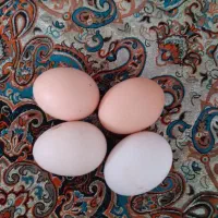 تخم مرغ خانگی نژاد دار
