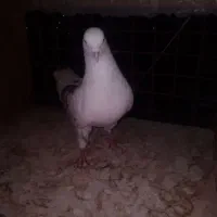 ۳عدد کفتر درجه یک