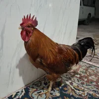 خروس