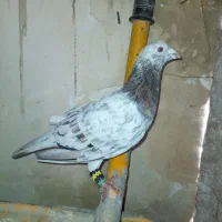 سار هفرنگ نر