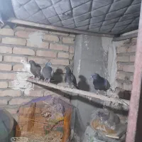 کفتر تهرانی