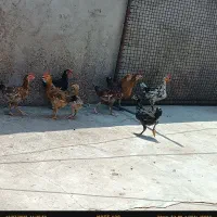 مرغ و خروس