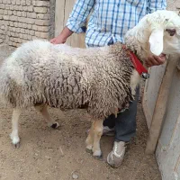 دو عدد قوچ