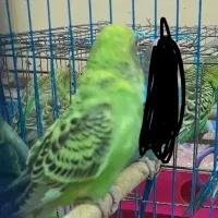 مرغ عشق فروشی