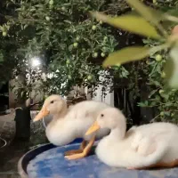 دوعدد اردک