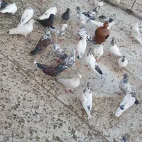 کفتر نر ماده.  ۳۵عدد هستن   یکجا یکجا