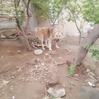 سگ‌نگهبانی|سگ|گرمی, |دیوار