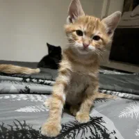بچه گربه دنبال خانواده